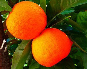Confiture d'Orange Bio Vincensini & Fils - 110g